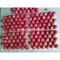 China fresh fuji apple Wholesaler in yantai